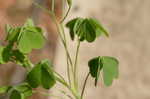 Yellow woodsorrel